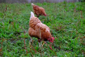 Hühner auf dem Hof Narr