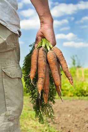 Carrot Harvest