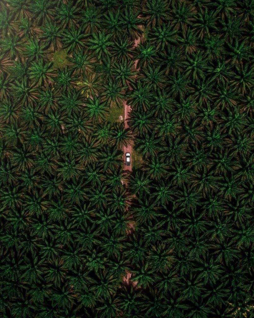 palmen plantage