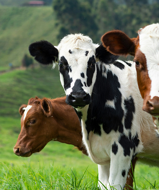 Was jetzt? Diese veganen Organisationen in der Schweiz freuen sich über deine Unterstützung