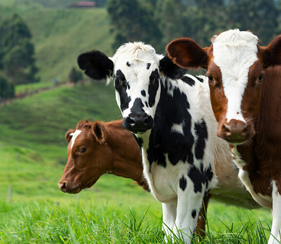 Wir sagen Tschüss und machen Platz für Neues 🌱✨