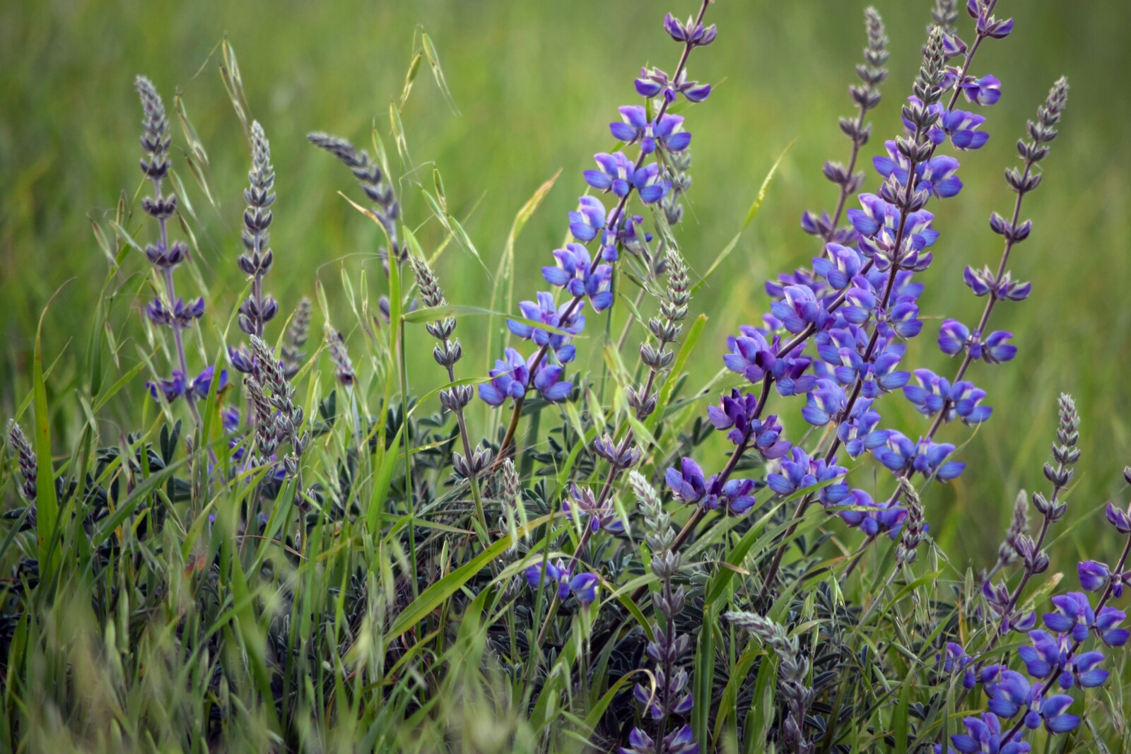 Lupinen