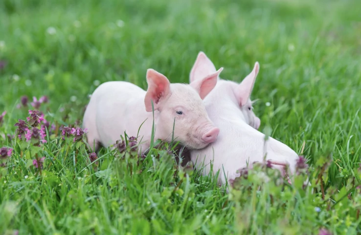 Zwei Schweinchen liegen auf einer Wiese.